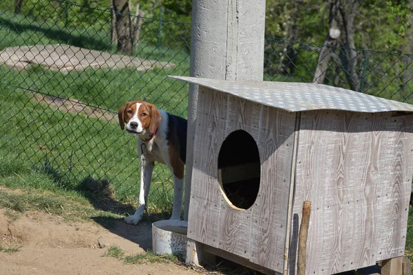 Servische Tricolor Jacht Hond Bewaken Hond Huis — Stockfoto