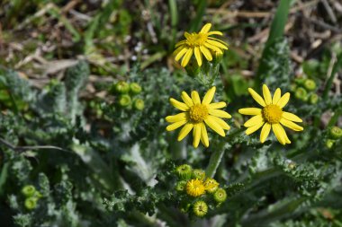 Sarı Senecio Sükûnet çiçeği ilkbahar güneşinde