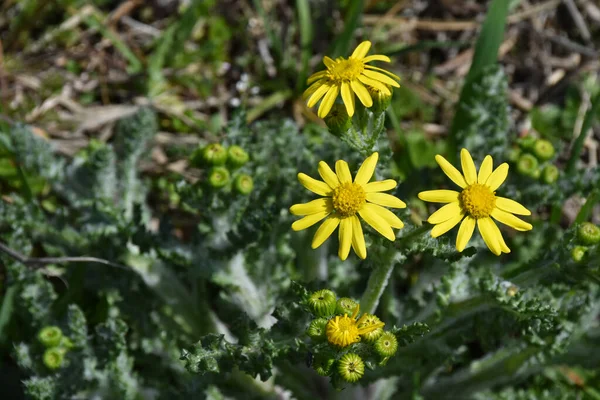 Sarı Senecio Sükûnet çiçeği ilkbahar güneşinde