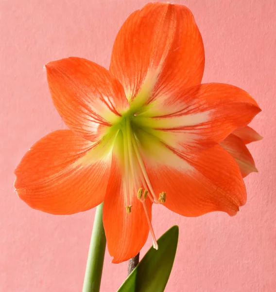 Güzel çizgili Barbados Zambağı - Hippeastrum rutilum çiçeği
