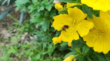 Sarı çiçekten arı toplama nektar