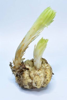 Beyaz arkaplanda Amaryllis Lilly Çiçek Ampulleri