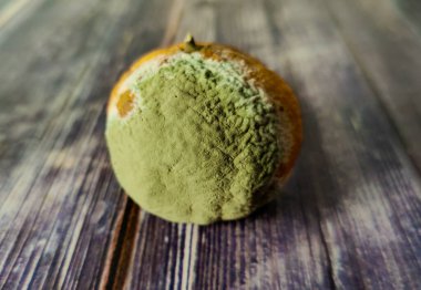 Moldy citrus on a wooden table. Close-up. Macro photography 