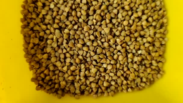Raw Buckwheat Yellow Plastic Bowl Close Shot — Stock video
