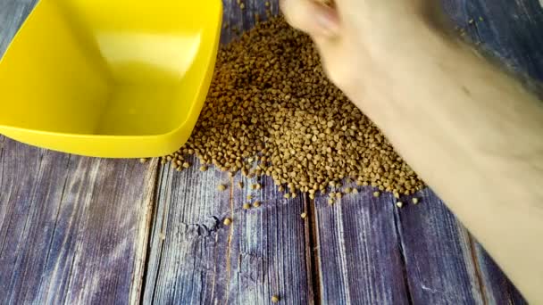Hand Collects Buckwheat Wooden Table Yellow Plastic Bowl Close — Αρχείο Βίντεο