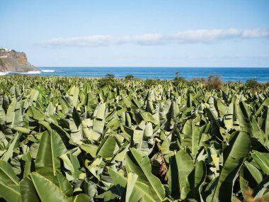 Hermigua, La Gomera, Kanarya Adaları 'ndaki deniz kenarındaki büyük muz çiftliği.