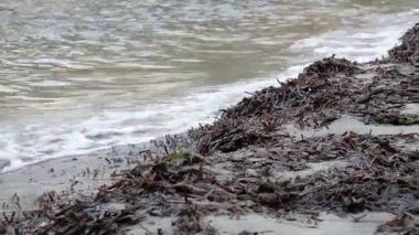 Akdeniz, Mayorka 'da Posidonia Okyanusuyla dolu sahil kıyısı