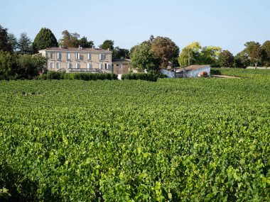Blaye, Fransa; 1 Ağustos 2024: Blaye, Fransa 'daki Vauban üzüm bağı.