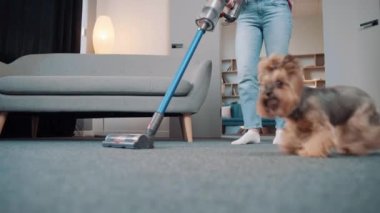 Konforlu ev kıyafetleri içinde genç bir Avrupalı kız dairesindeki kablosuz süpürgeyle altın bir Yorkshire teriyerinin halısını temizliyor.