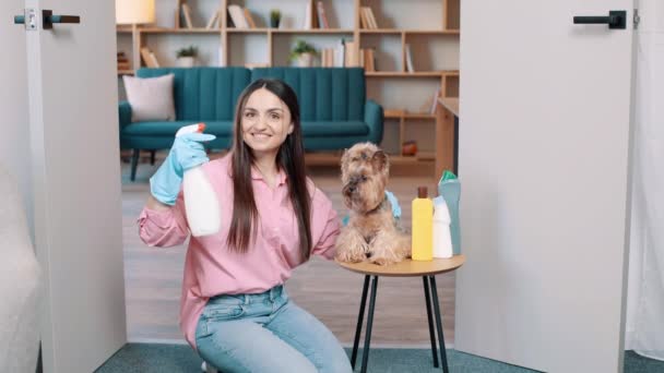 年轻女人坐在地板上 戴着橡胶手套 桌上拿着她的小狗约克郡泰瑞埃 手里拿着洗涤剂 — 图库视频影像