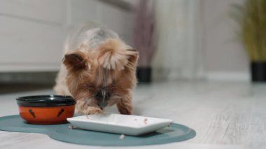 Küçük şirin teriyer kaseden köpek maması yiyor, evcil hayvanlar için online alışveriş konsepti. Ameliyat sonrası evcil hayvan ve yara izleri. Bir evcil hayvan için diyet