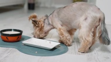 Küçük şirin teriyer kaseden köpek maması yiyor, evcil hayvanlar için online alışveriş konsepti. Ameliyat sonrası evcil hayvan.