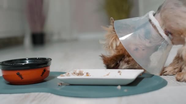 Ένα Κατοικίδιο Σχήμα Κώνου Τρώει Φαγητό Γιακάς Αποτρέπει Τον Κνησμό — Αρχείο Βίντεο