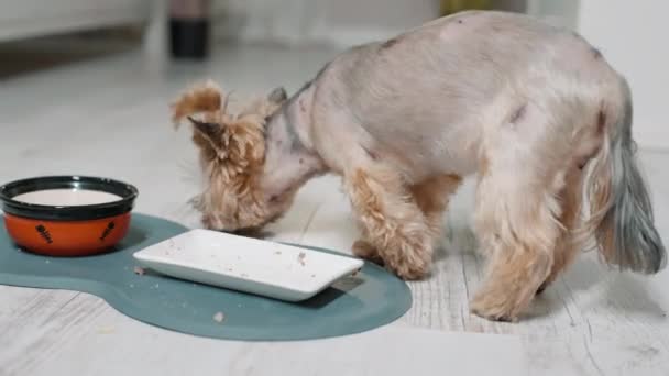 Kleine Schattige Terriër Eten Hondenvoer Uit Kom Concept Van Online — Stockvideo