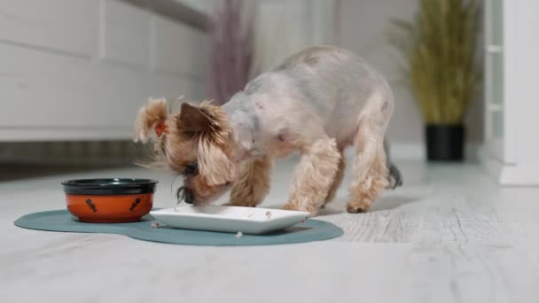Small Cute Terrier Eating Dog Food Bowl Concept Online Shop — Stock Video