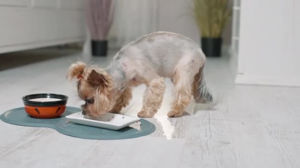 小さいかわいいテリアから犬の食べ物を食べるボウル ペットのためのオンラインショップ配達の概念 傷の手術後のペット — ストック動画