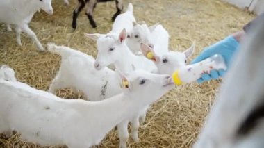 Evcil hayvan çiftliğinde bir şişe sütle küçük keçiyi besleyen adam. Çocuk keçinin süt içtiği yakın plan.