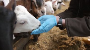 Keçiyi mısır çubuklarıyla besleyen adam.