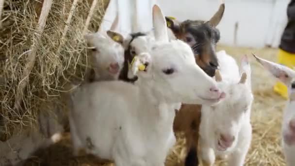 农场或牧场上的母山羊和公山羊 — 图库视频影像
