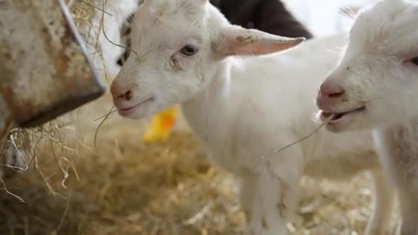 Female Male Goats Farm Ranch Healthy Goats Portrait — Stock Video