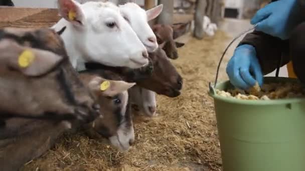人类用玉米棒用手喂山羊 山羊农场 — 图库视频影像