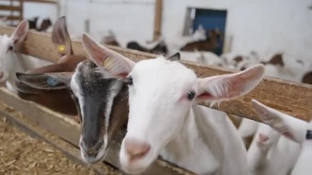 Kozy Płci Żeńskiej Męskiej Gospodarstwie Lub Ranczu Portret Zdrowej Kozy — Wideo stockowe