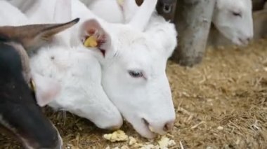Çiftlik ahırında keçi yiyen güzel keçiler. Yurt içi çiftlik. Tarım ve ekoloji. Keçi çiftliği