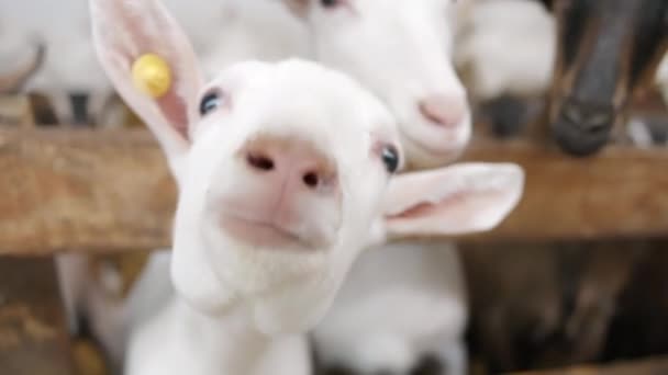 农场或牧场上的母山羊和公山羊 — 图库视频影像