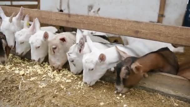 漂亮的山羊在农场的马厩里吃 国内农场 — 图库视频影像