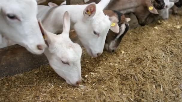 Cabras Bonitas Comendo Estábulo Fazenda Fazenda Doméstica Agricultura Ecologia Exploração — Vídeo de Stock