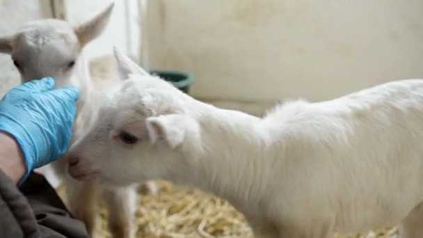 Animales Lindos Cabras Establo Granja Agricultura Ecología Granja Caprina — Vídeos de Stock