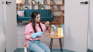 Yerde oturan genç bir kadın, küçük köpeği Yorkshire Terrier ile lastik eldiven takıyor ve diğer elinde deterjan var.