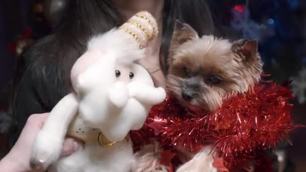 Portrait Dog Yorkshire Terrier Background Bokeh Christmas Tree Garlands Looking — Stockvideo