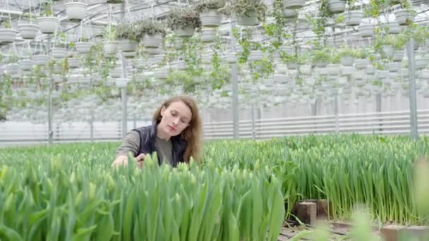 Femme Examinant Des Plantes Serre — Video