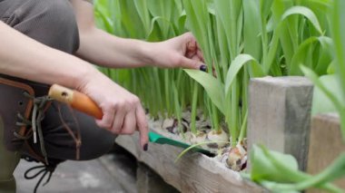 Bitkilerin önünde diz çöküp çiçeğe bakan bir kadın.