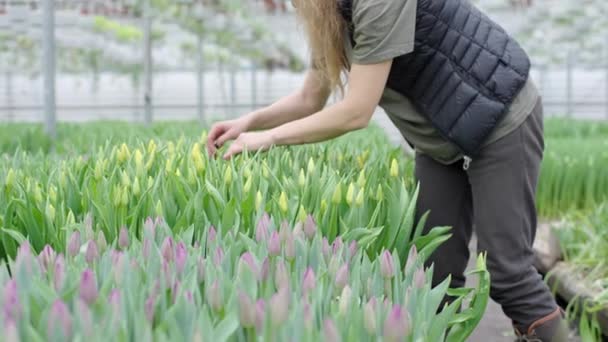 Mujer Recogiendo Tulipanes Campo — Vídeo de stock