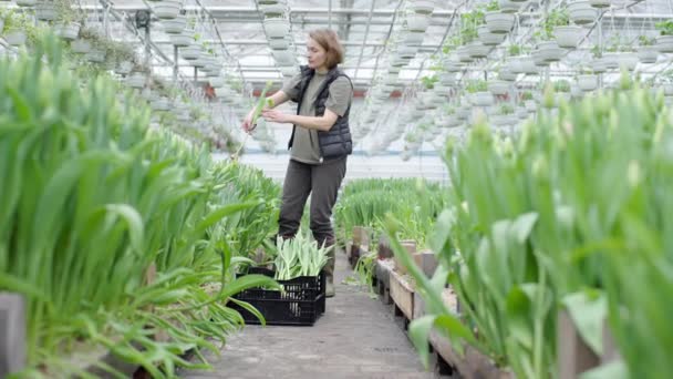Mujer Cuidando Plantas Invernadero — Vídeo de stock