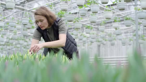 Mujer Cuidando Plantas Invernadero — Vídeo de stock