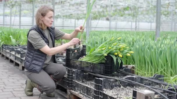 Mujer Arrodillada Frente Las Plantas Cuidando Cuidadosamente Los Tulipanes — Vídeo de stock
