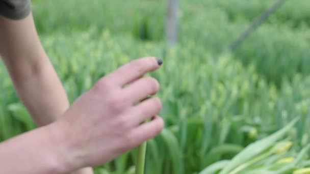 小さなチューリップの種を手に持っている女性 クローズアップ — ストック動画