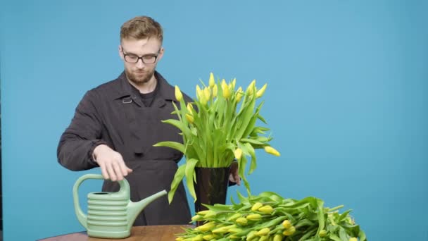 Mann Arrangiert Gelbe Tulpen Auf Tisch Auf Blauem Hintergrund — Stockvideo