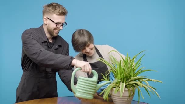 Homme Femme Arrosant Plante Pot Sur Fond Bleu — Video