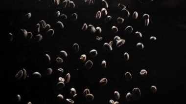 Kavrulmuş kahve çekirdekleri uçar ve siyah bir arka planda döner.