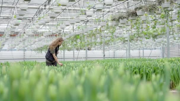 Chica Agricultora Inspecciona Los Tulipanes Cultivados Toma Notas Tableta Invernadero — Vídeos de Stock