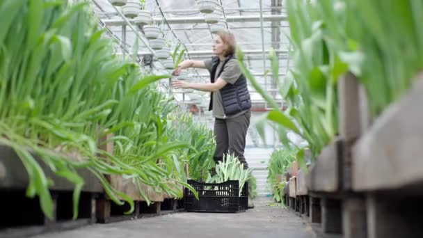 女性農家は 新鮮なチューリップの花をバスケットボックスに入れました フラワーファーム フィールドプラント 植物ファミリービジネスコンセプト — ストック動画