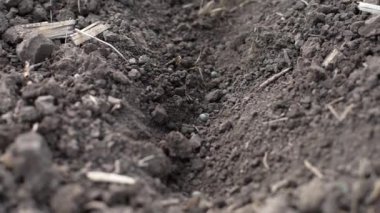 Toprakta soya fasulyesi tohumu ile deliğe yakın dur.