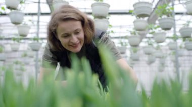 Kadın işçi bitkileri dikkatlice inceliyor ve serada onlara bakıyor gibi görünüyor.