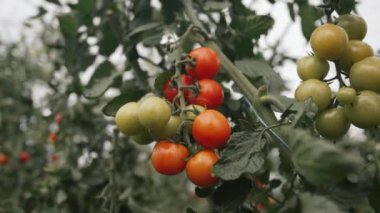 Bir serada büyüyen domatesler: yıl boyunca olgun ve canlı ürünler yetiştirmek