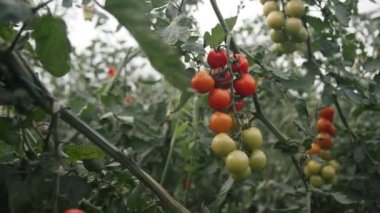 Büyüyen bir serayı canlı domates bitkileriyle keşfetmek, yaz mevsiminde büyüme ve olgunlaşma sürecini gözler önüne sermek.