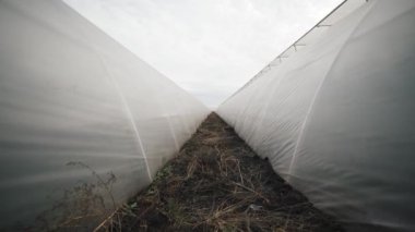 Bulutlu gökyüzünün altında örtülü bitkiler arasında geniş sıralar bulunan bir sera ortamını keşfetmek